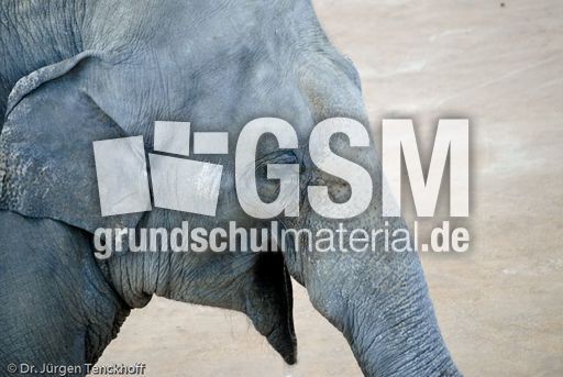 Asiatischer Elefant (5 von 21).jpg